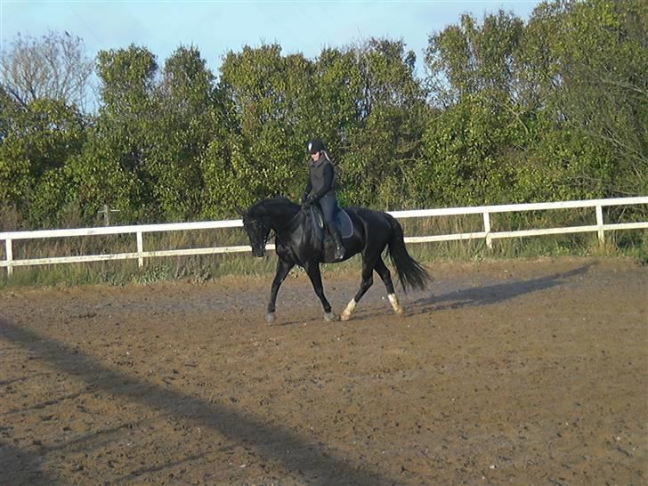 Anden særlig race Casmir <3RIP13 - trav, på superhesten (=<3 billede 9