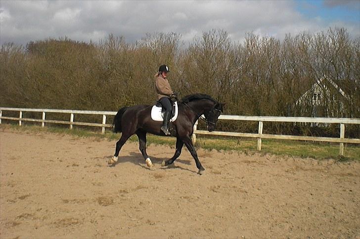 Anden særlig race Casmir <3RIP13 - trav<3 billede 10