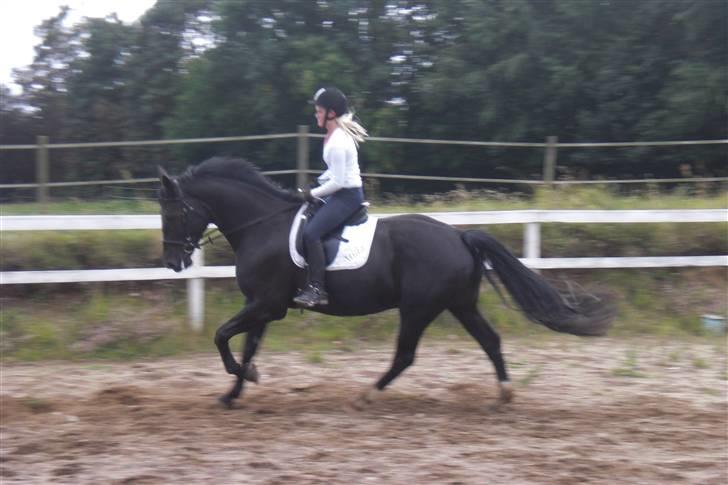 Anden særlig race Casmir <3RIP13 - galop (=<3 billede 11