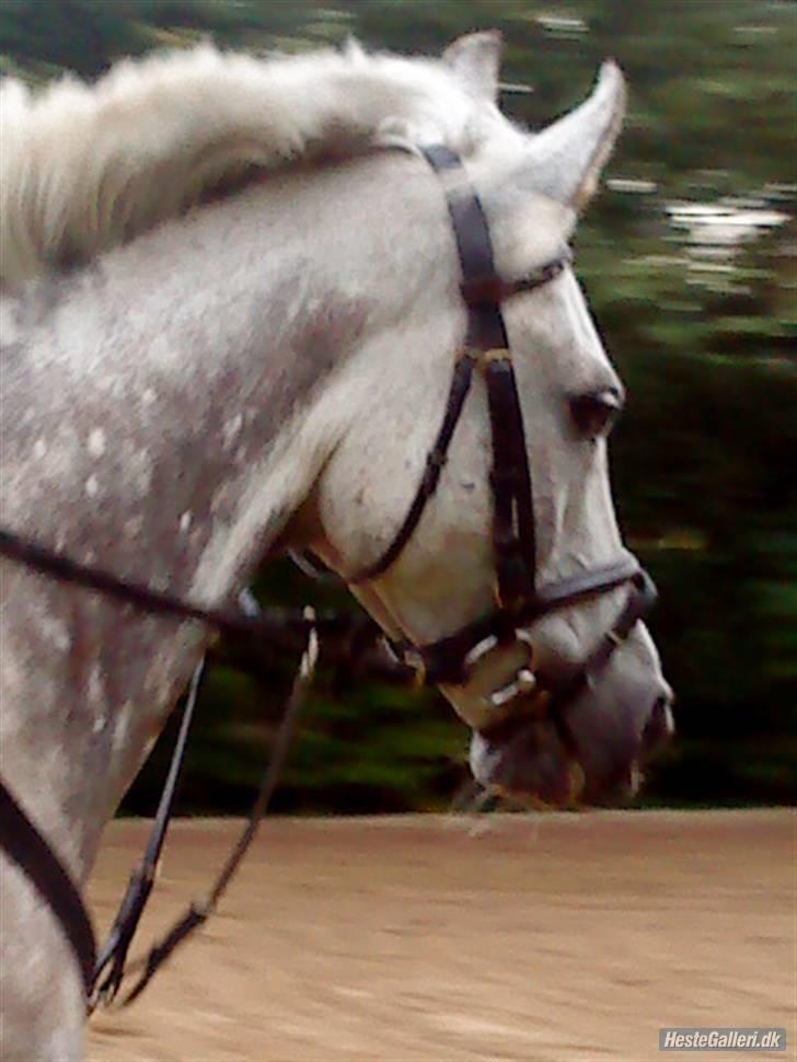 Anden særlig race Aladin *tidl lånepony. billede 6