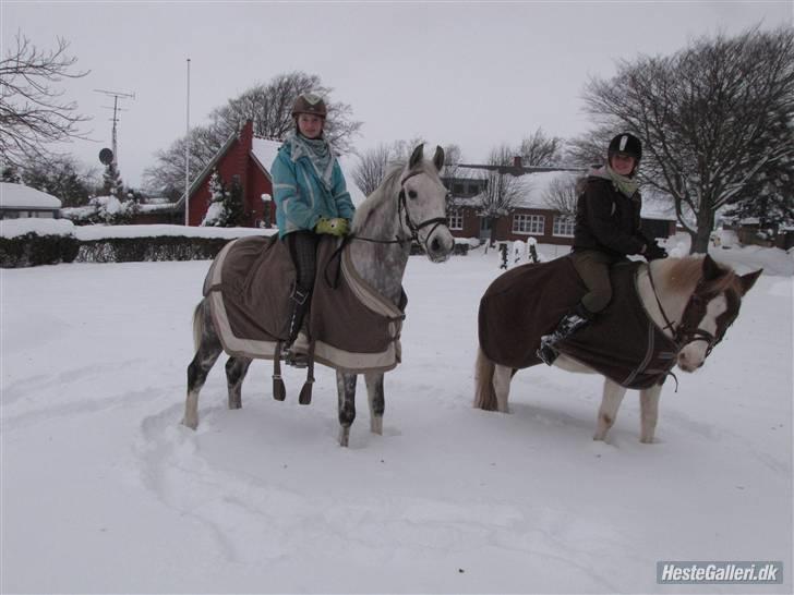 Anden særlig race Aladin *tidl lånepony. - Aladin og FLicka :) billede 7