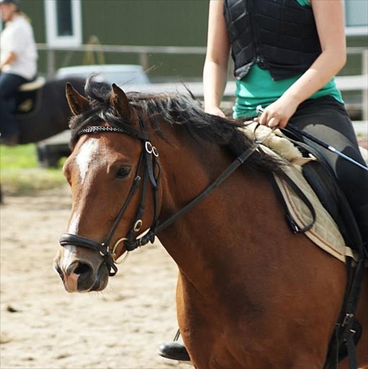 New Forest Lundemarksgaards Nemo billede 7