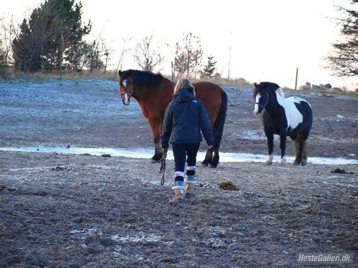 New Forest Lundemarksgaards Nemo billede 2