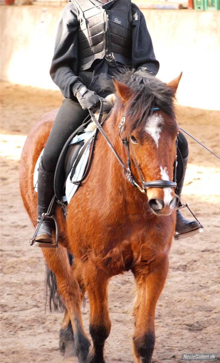 New Forest Lundemarksgaards Nemo billede 8