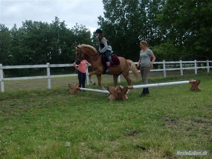 Anden særlig race Picasso!<3 - savnet. billede 18