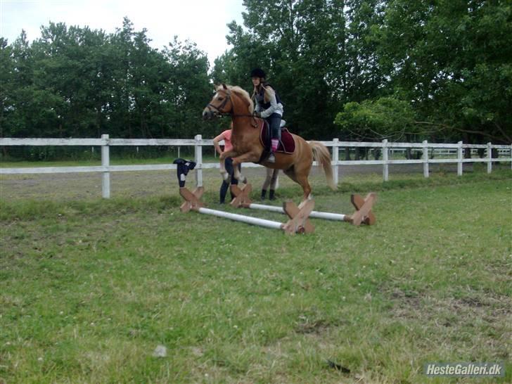 Anden særlig race Picasso!<3 - savnet. billede 19