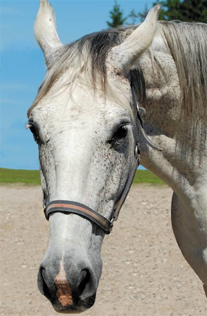 Oldenborg Dora - SOLGT* billede 1