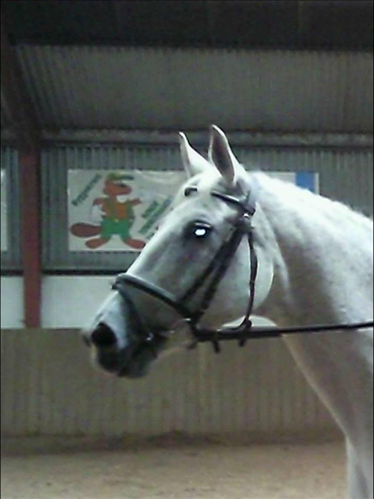 Oldenborg Dora - SOLGT* billede 2