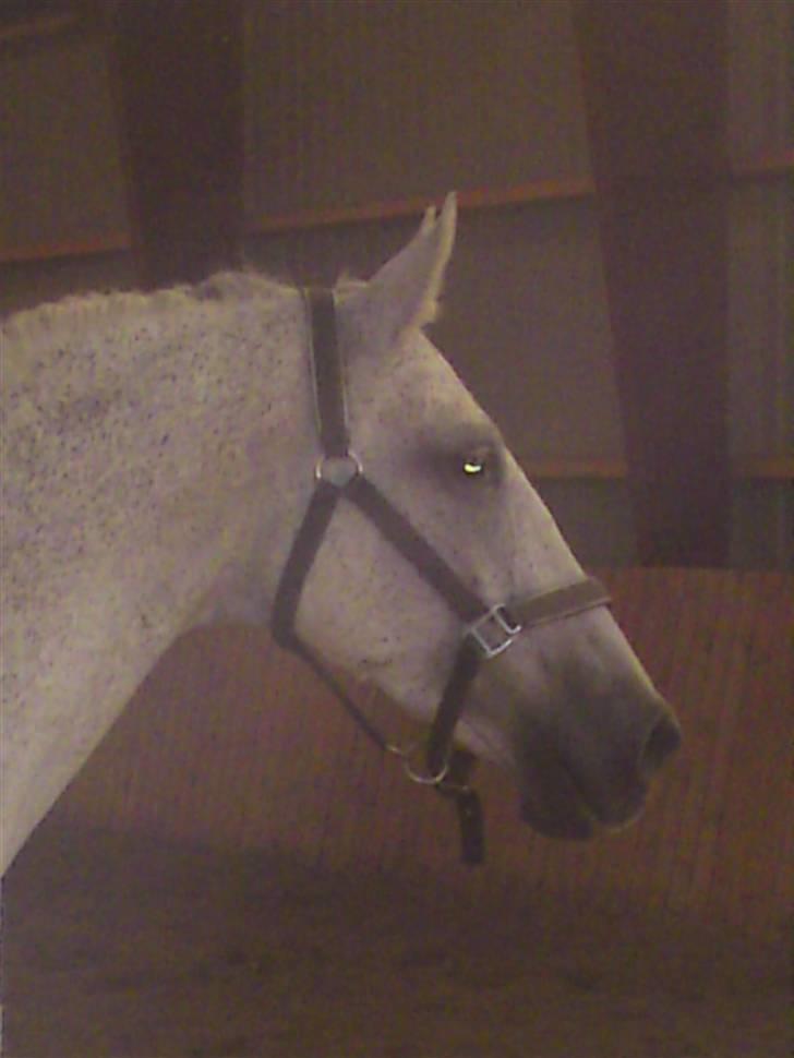 Oldenborg Dora - SOLGT* billede 3