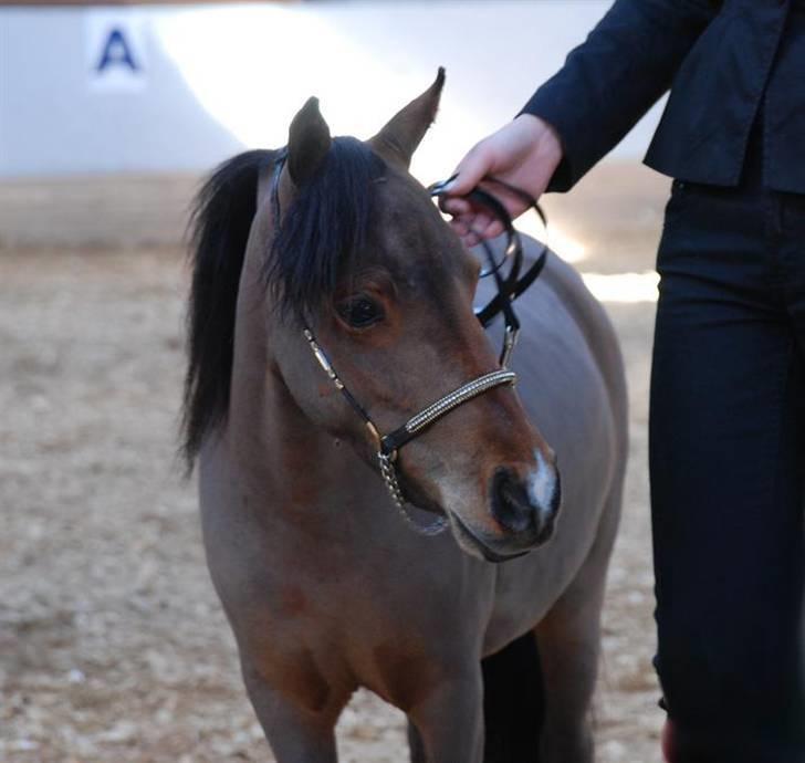 Amerikansk Miniature ***Kawo's Top Buck Cadeau*** - ***DMHF kåring. 10. april 2010***Billedet er taget af Maria - Team Topper*** billede 14