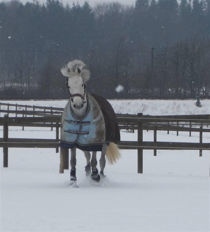 Anden særlig race Kashmir B - pony - solgt - 16)kalle tar sdig en løbe tur (´: <3 15/2 2010 billede 14