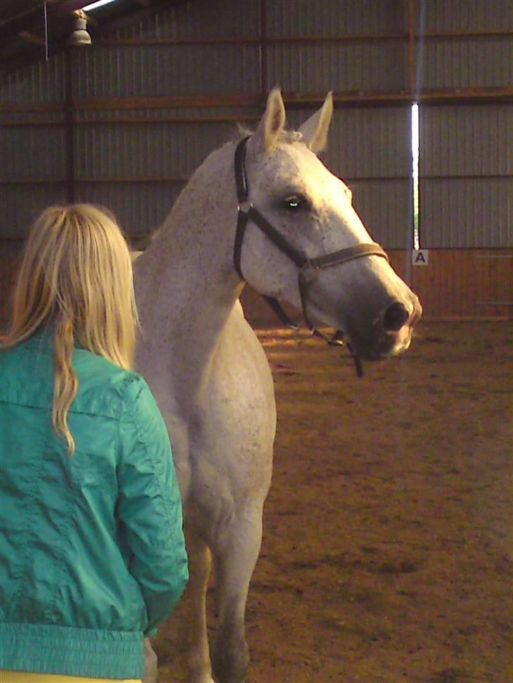 Oldenborg Dora - SOLGT* billede 4