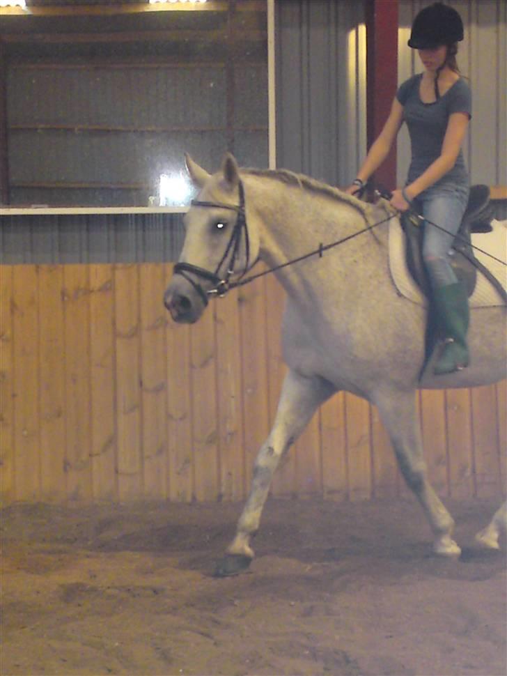 Oldenborg Dora - SOLGT* billede 6