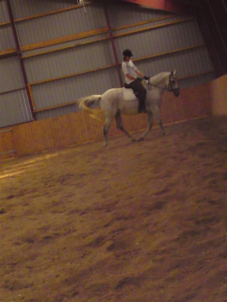 Oldenborg Dora - SOLGT* billede 7