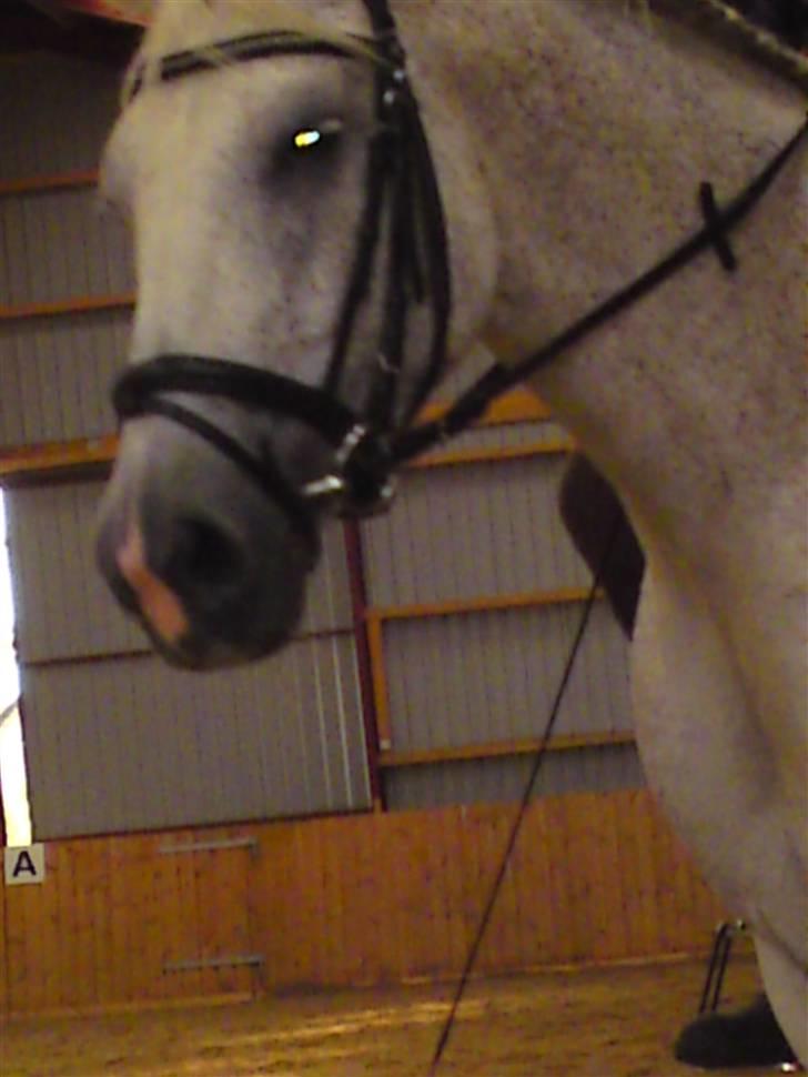 Oldenborg Dora - SOLGT* billede 8