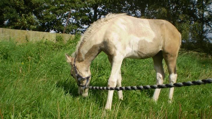 Anden særlig race  Wilse´s Santo billede 1