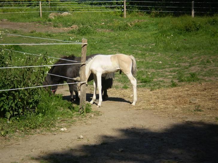Anden særlig race  Wilse´s Santo billede 2