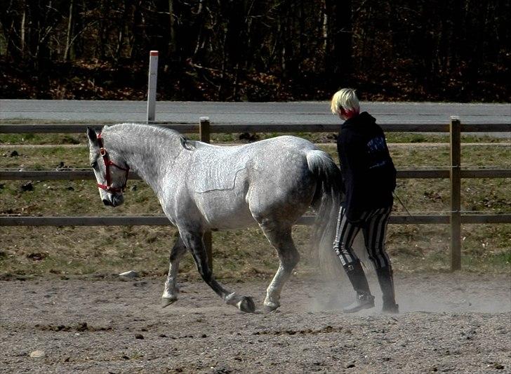 Anden særlig race Marie After Eight - Ahaha dressurhest? ;b *foto* Mor billede 14