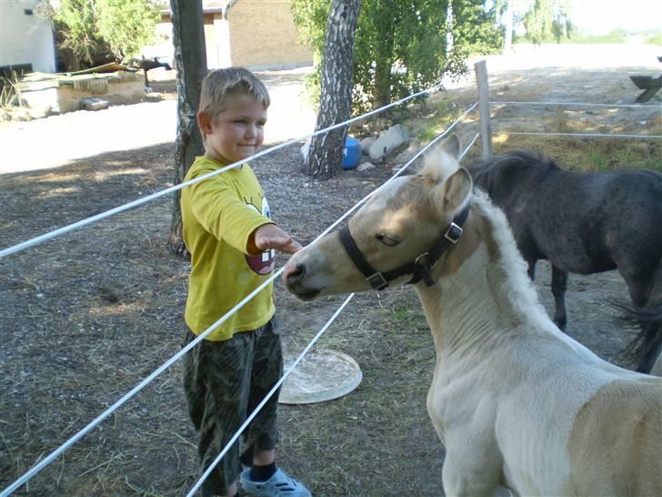 Anden særlig race  Wilse´s Santo billede 3
