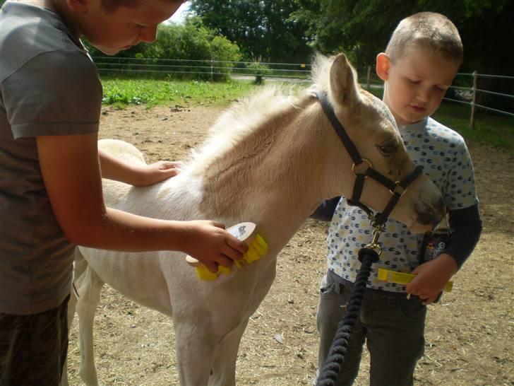 Anden særlig race  Wilse´s Santo billede 4
