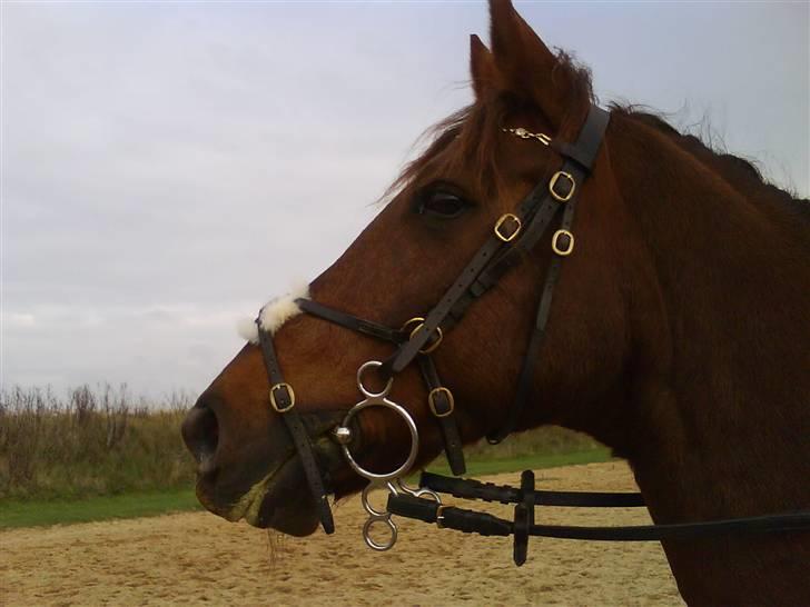 Anden særlig race Malibu -  V E L K O M M E N
til malibu han er en fantastisk hest, hvor der virkelig er noget at side "wow" over! :D billede 1