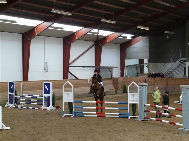 Anden særlig race Malibu - malibus og mit første springstævne:´D billede 2