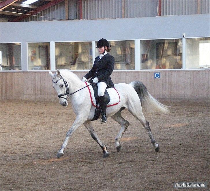 Anden særlig race Kashmir B - pony - solgt - foto: Kristine Ulsø :D  billede 16