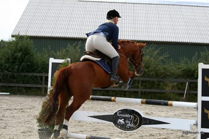 Tysk Oldenburger Andiamo 162 - Foto: Kim Bahnsen billede 6