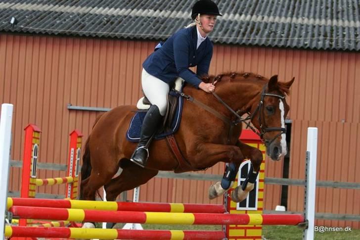 Tysk Oldenburger Andiamo 162 - Foto: Kim Bahnsen billede 7