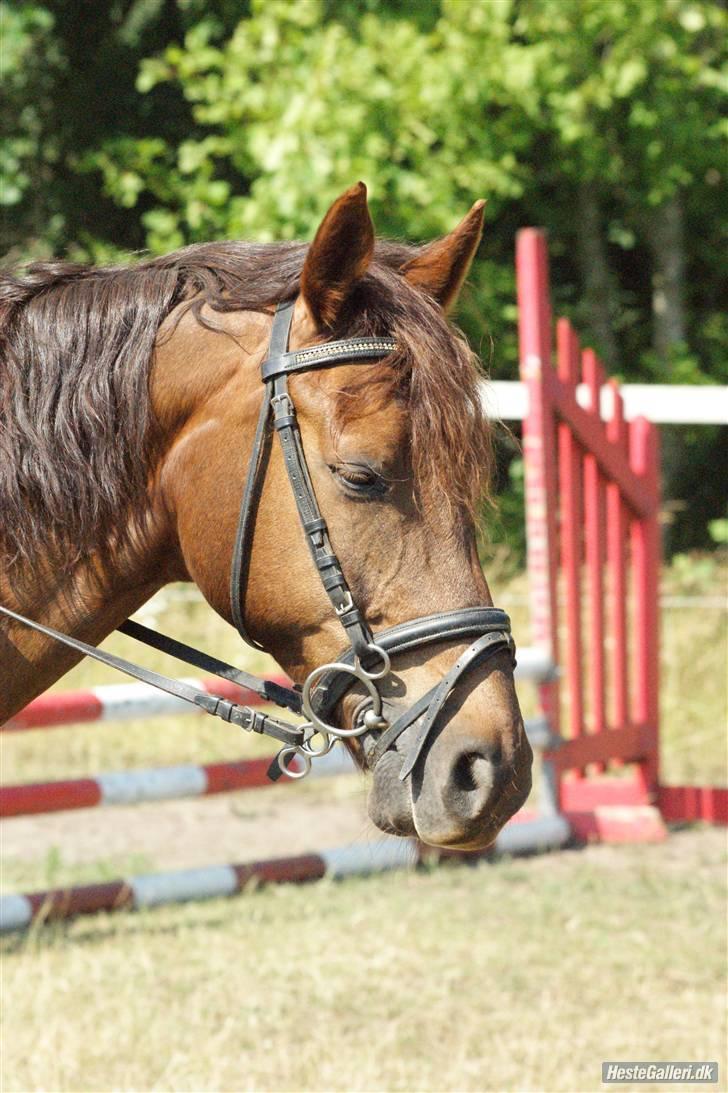 Anden særlig race Malibu - -. malibu er træt, efter at have sprunget, billede 5