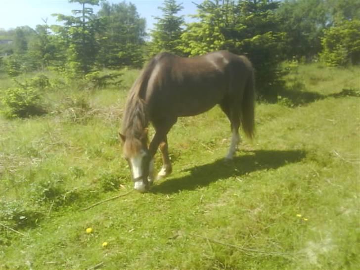 Welsh Mountain (sec A)  Samson R.I.P †<3 billede 20