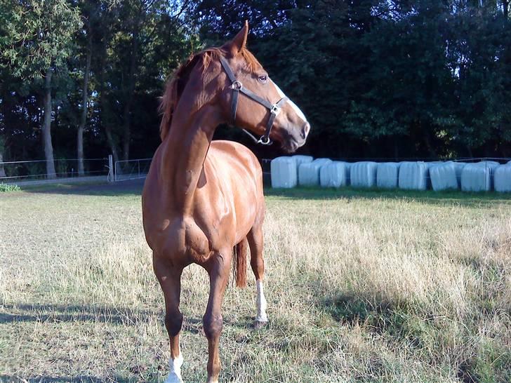 Dansk Varmblod Kildegårds Regitze billede 1