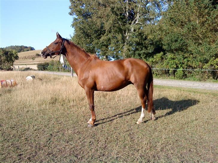 Dansk Varmblod Kildegårds Regitze billede 2