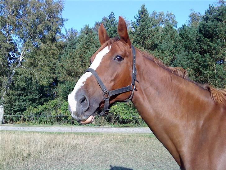Dansk Varmblod Kildegårds Regitze billede 3