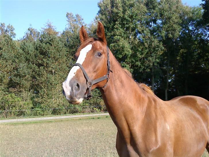 Dansk Varmblod Kildegårds Regitze billede 4