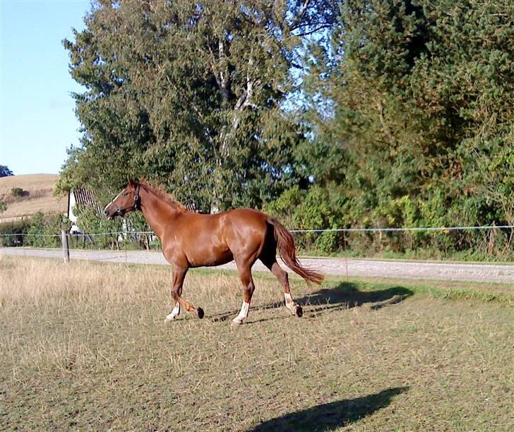 Dansk Varmblod Kildegårds Regitze billede 5