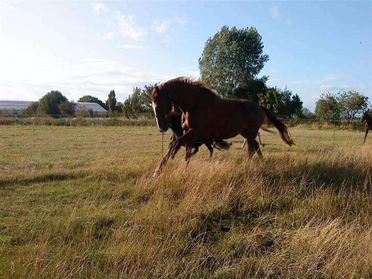 Dansk Varmblod Kildegårds Regitze billede 6