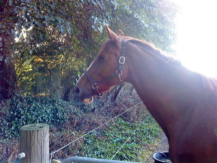 Dansk Varmblod Kildegårds Regitze billede 7