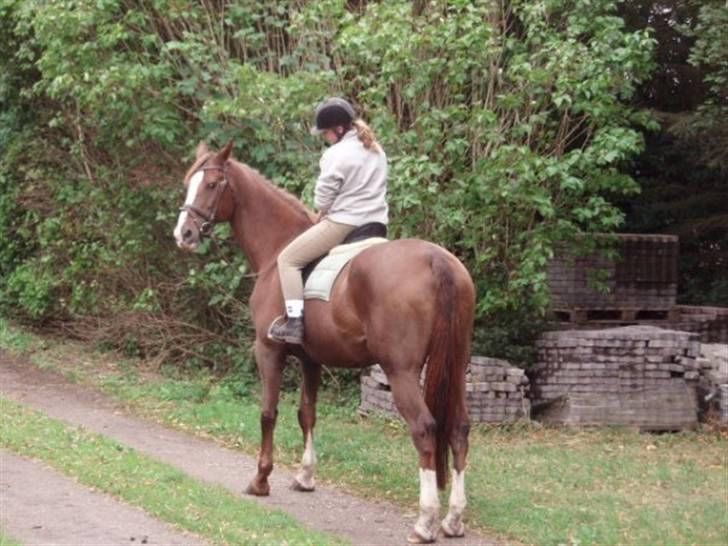 Dansk Varmblod Kildegårds Regitze billede 8