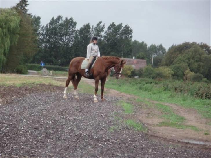 Dansk Varmblod Kildegårds Regitze billede 9