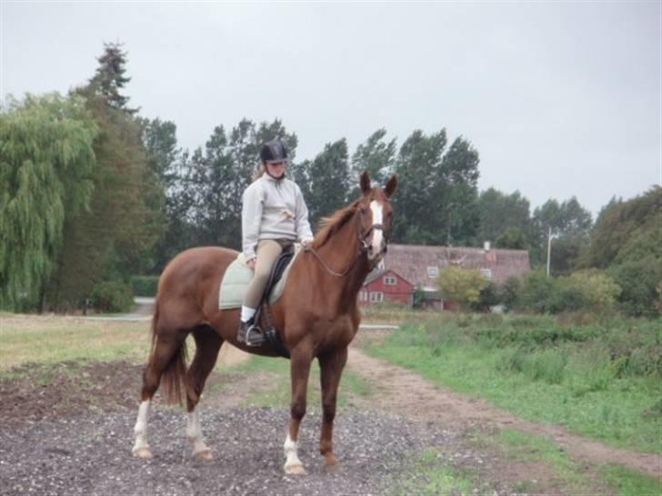 Dansk Varmblod Kildegårds Regitze billede 10