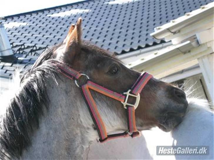 Welsh Pony (sec B) | Gazelle - Jeg vil altid elske dig! billede 18