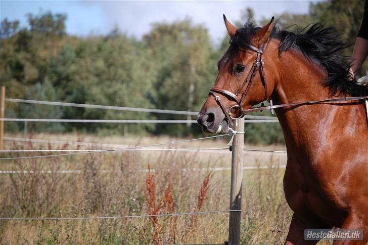 New Forest Hamlet Skønager - skønne humleren ;D <3´ billede 11