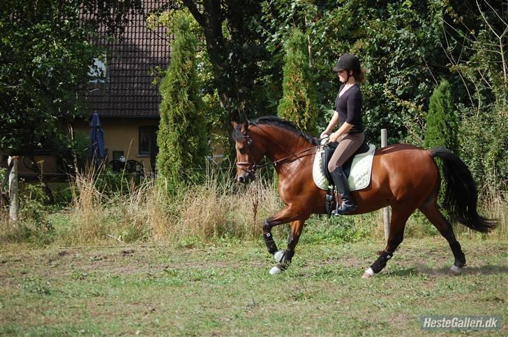 New Forest Hamlet Skønager - basse-mussen <3´ billede 12