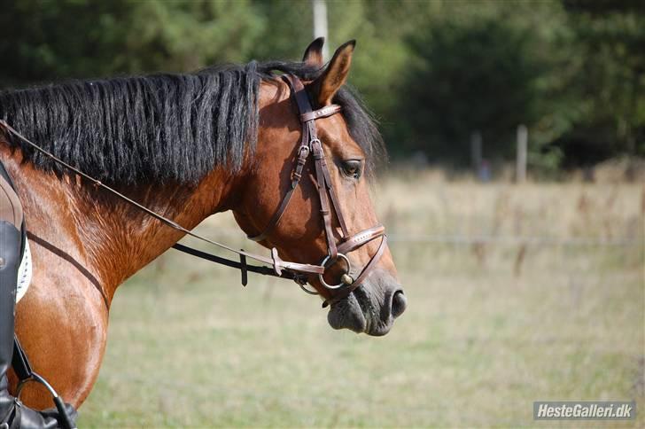 New Forest Hamlet Skønager - Hamlet Skønager & hans "roomie" Strandgårdens Peace <3´ mine 2 new forester <3 :* ilooooveya´! billede 13