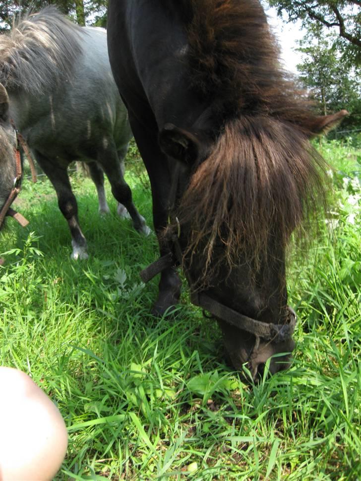 Anden særlig race Bølle ('; billede 1