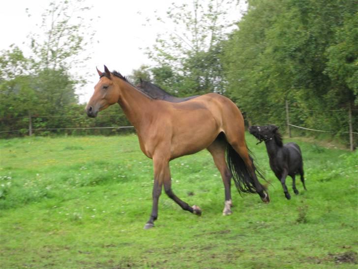 Anden særlig race Bølle ('; billede 2