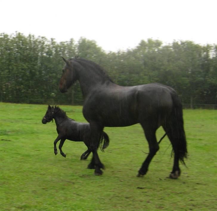 Anden særlig race Bølle ('; billede 3