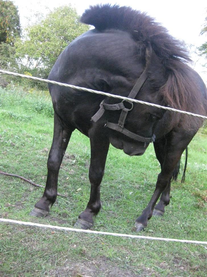 Anden særlig race Bølle ('; billede 5