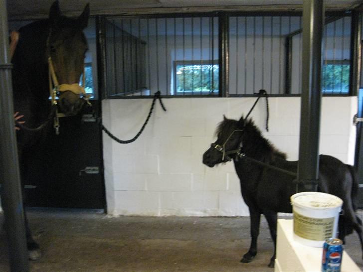 Anden særlig race Bølle ('; billede 6